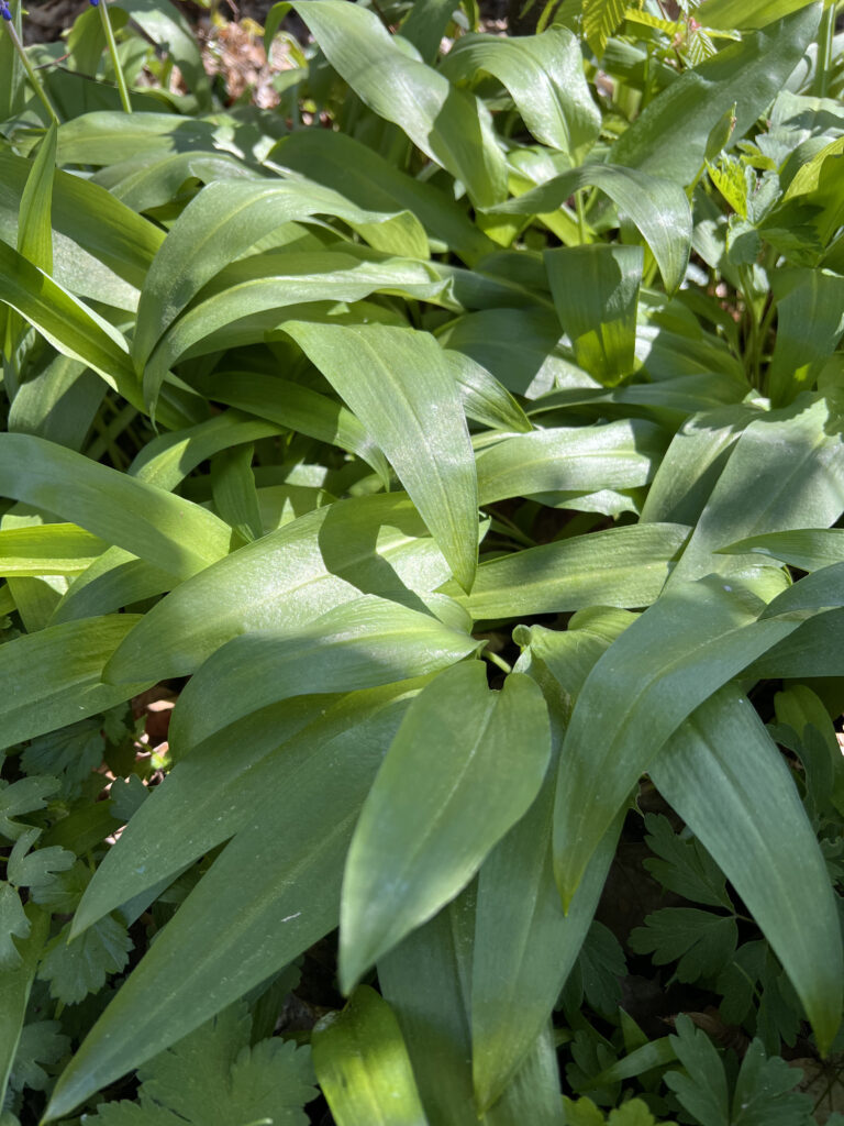 Domowe pesto z czosnku niedźwiedziego
